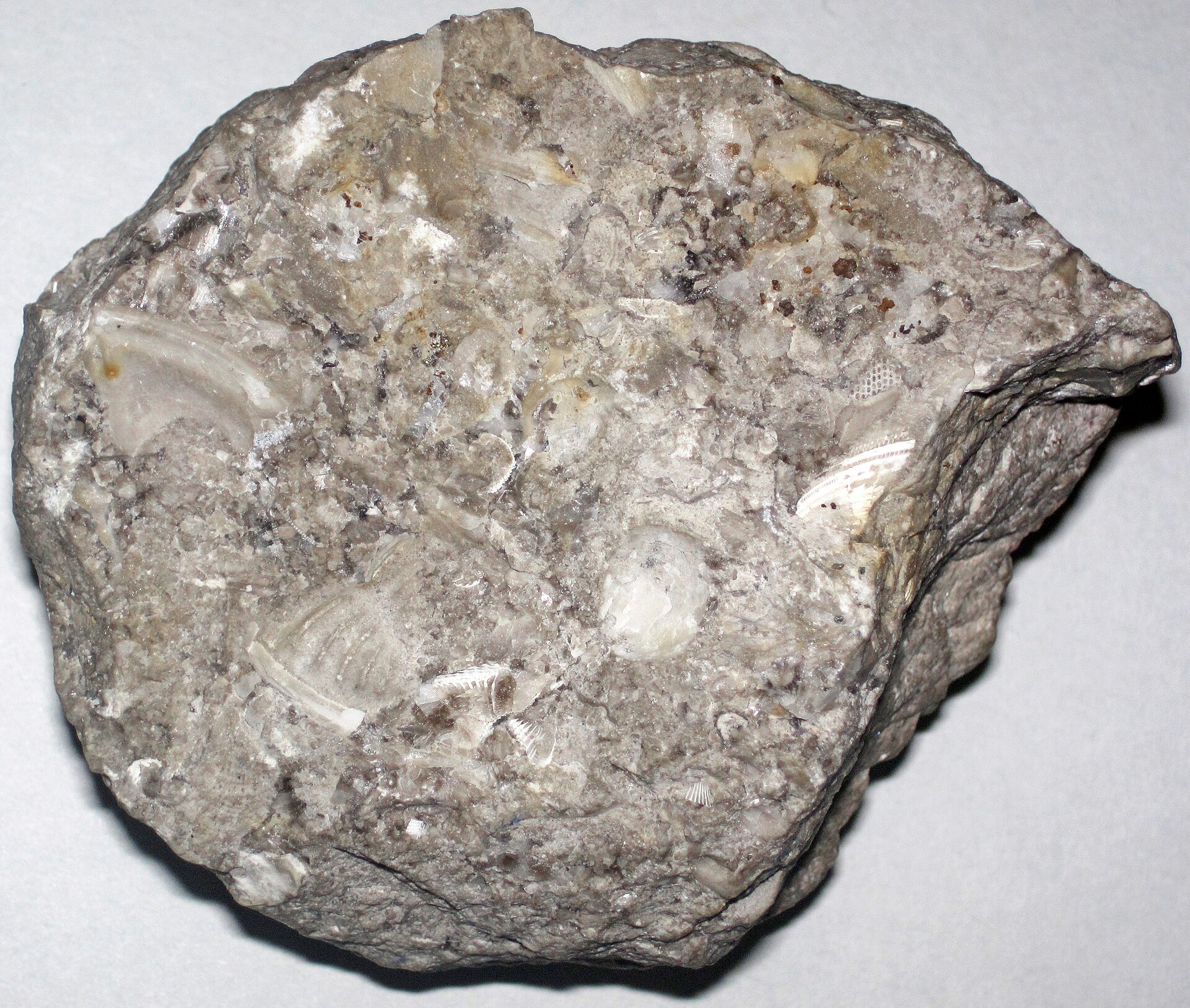 Fossilreicher Kalkstein mit Schalenbruch in grauer Calcit-Matrix